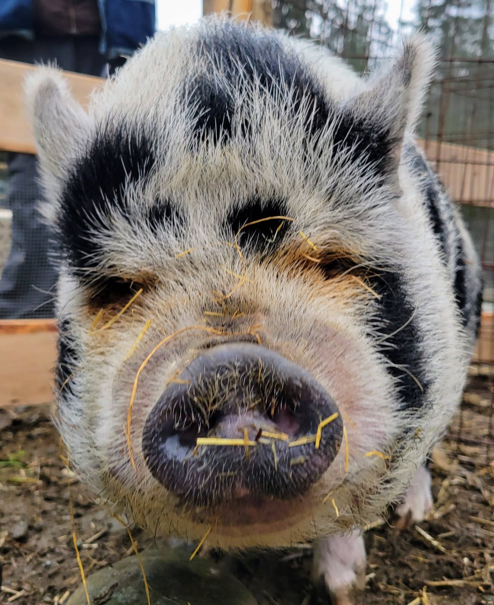 homeforhooves1's tweet photo. This is Maia. She's very tiny and loves a good rub on the hiney!
#homeforhooves #potbelly #hineyrubs #sostinkingcute
๐ฑBe kind to every kind
๐บ Watch the animals Live https://t.co/DxwbngINNx
๐ก โA Forever Home for Hooves" Learn More
https://t.co/ZvsqVVoIOv https://t.co/ESchKQxv70