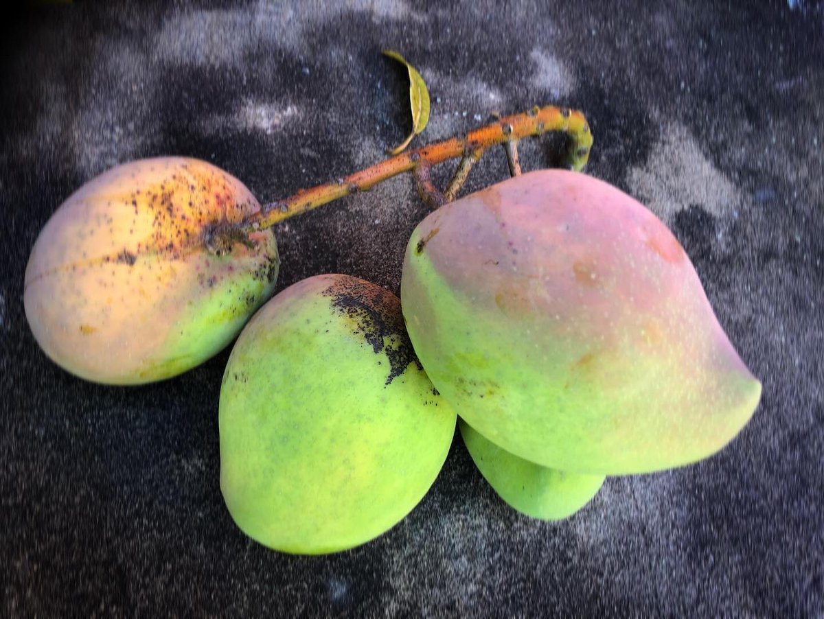 socialcanvas_au's tweet image. the first pick of a bunch as home grown mango season shapes up nicely #greenmango #stillife #nopython