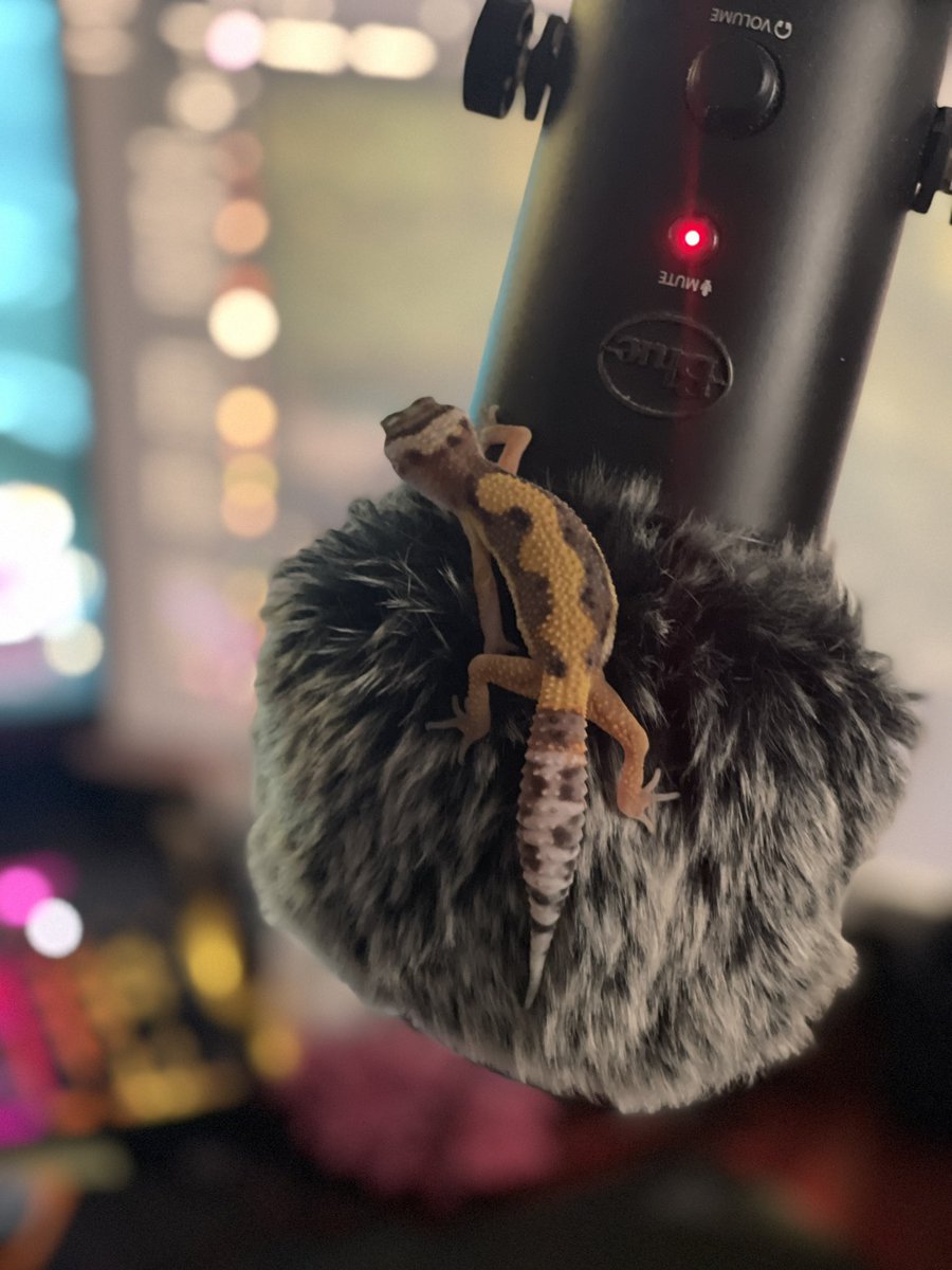 TheRealRogueXD's tweet photo. Who says you have to @playnewworld and adventure through Aeternum alone! Our #LeopardGeckoAthena does the mic 🎙checks AND ⚔️ fights corruption! 🦎
#NewWorldLizardWarrior
#NewWorldPets https://t.co/SxxVuxLvm2