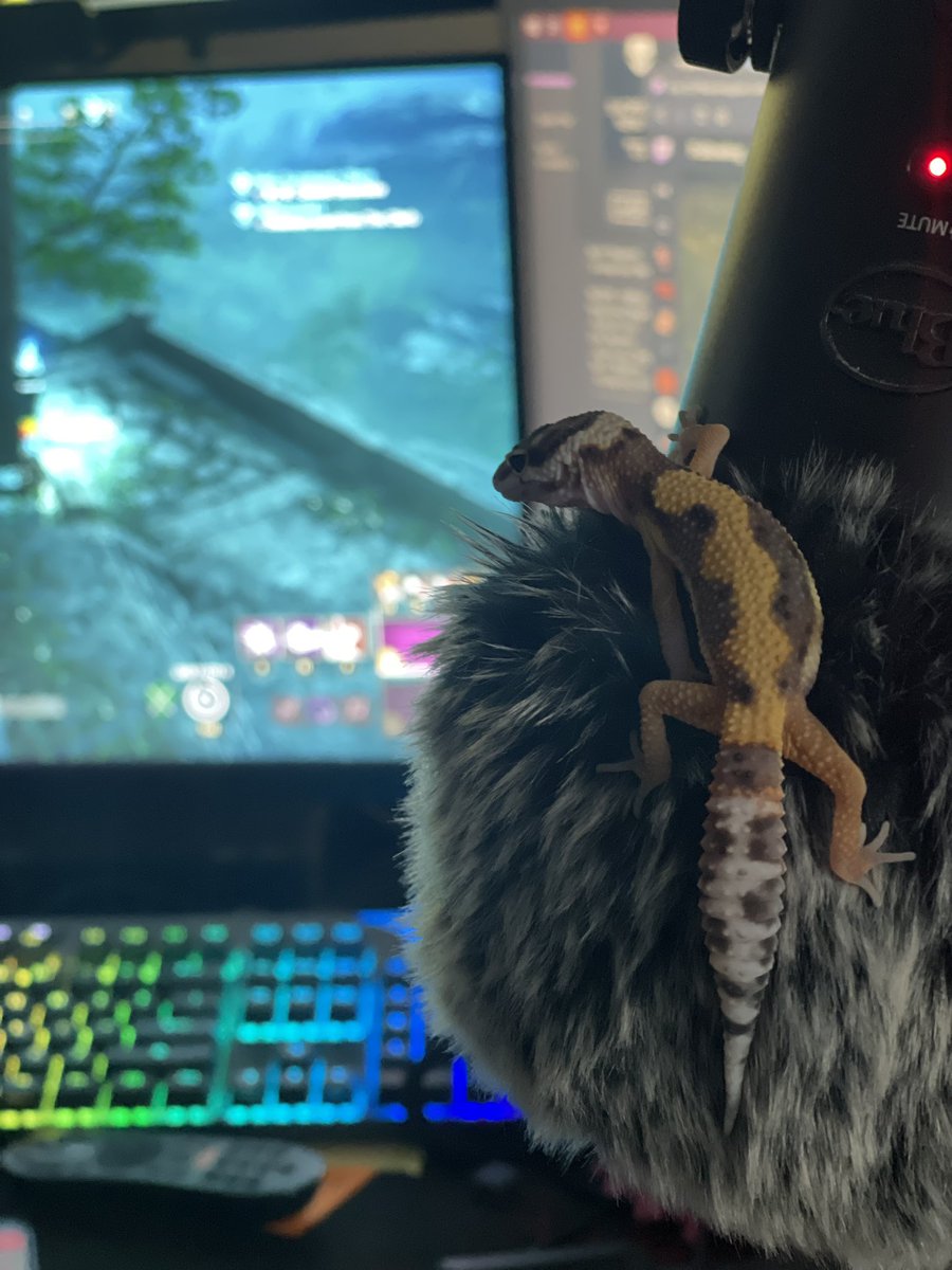 TheRealRogueXD's tweet photo. Who says you have to @playnewworld and adventure through Aeternum alone! Our #LeopardGeckoAthena does the mic 🎙checks AND ⚔️ fights corruption! 🦎
#NewWorldLizardWarrior
#NewWorldPets https://t.co/SxxVuxLvm2