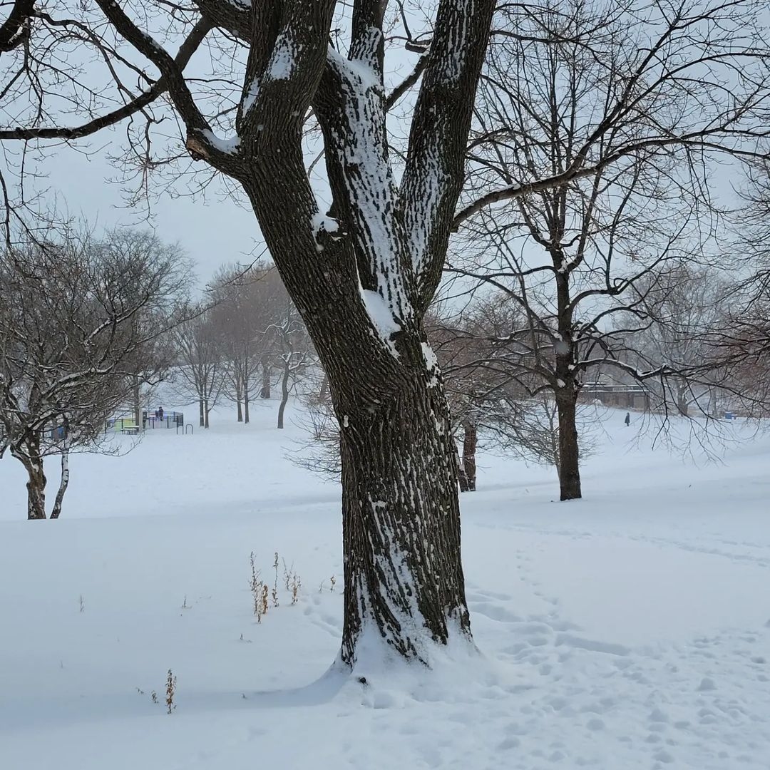 LPConservancy's tweet photo. Sharing this recent winter #snow series from #northpondnaturesanctuary thanks to frequent #lincolnpark visitor Marilyn G. Even in the depths of winter, #northpond is a peaceful respite for humans and animals alike! #LP4Me #DigDeepForNorthPond #urbannature #chicagoparks https://t.co/Jp1rSN8TaX