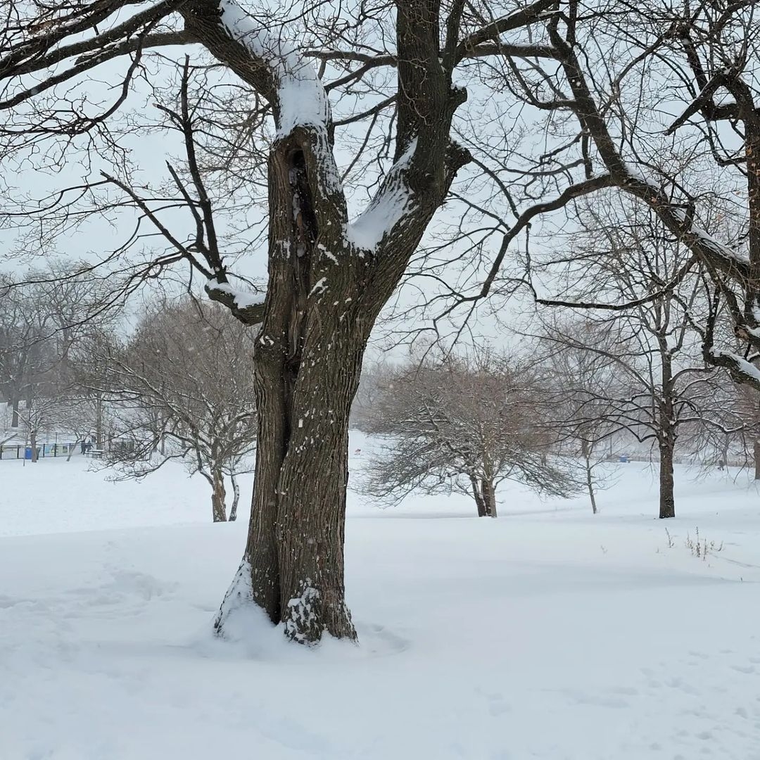 LPConservancy's tweet photo. Sharing this recent winter #snow series from #northpondnaturesanctuary thanks to frequent #lincolnpark visitor Marilyn G. Even in the depths of winter, #northpond is a peaceful respite for humans and animals alike! #LP4Me #DigDeepForNorthPond #urbannature #chicagoparks https://t.co/Jp1rSN8TaX