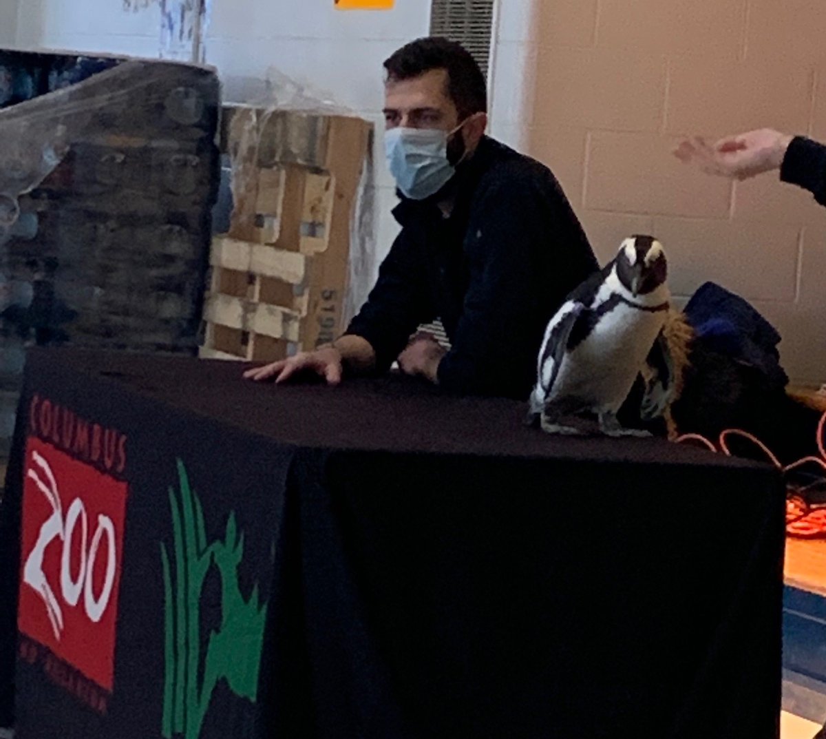 ColsCitySchools's tweet photo. The ultimate show-n-tell at Woodcrest Elementary School when the @ColumbusZoo showed up with a sloth, penguin, and owl to visit with the students and teachers. Thank you Columbus Zoo and Aquarium for sharing so much with our students! #OurCCS https://t.co/f5s6oDaX6E