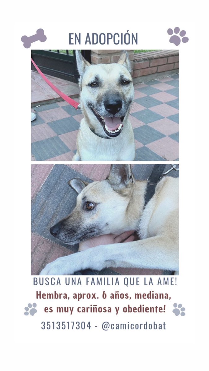 caro_aiassa's tweet photo. Necesito conseguirle hogar a esta reyna 🥺🥺🥺🥺🙏🏼🙏🏼🙏🏼 https://t.co/EO9QMOF126