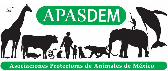 TheMagmaBoi's tweet photo. Gracias al directo de hoy donamos $100 a la asociación civil @APASDEM, para combatir el maltrato de los animalitos en México🧡 https://t.co/IjtoVcDpx3