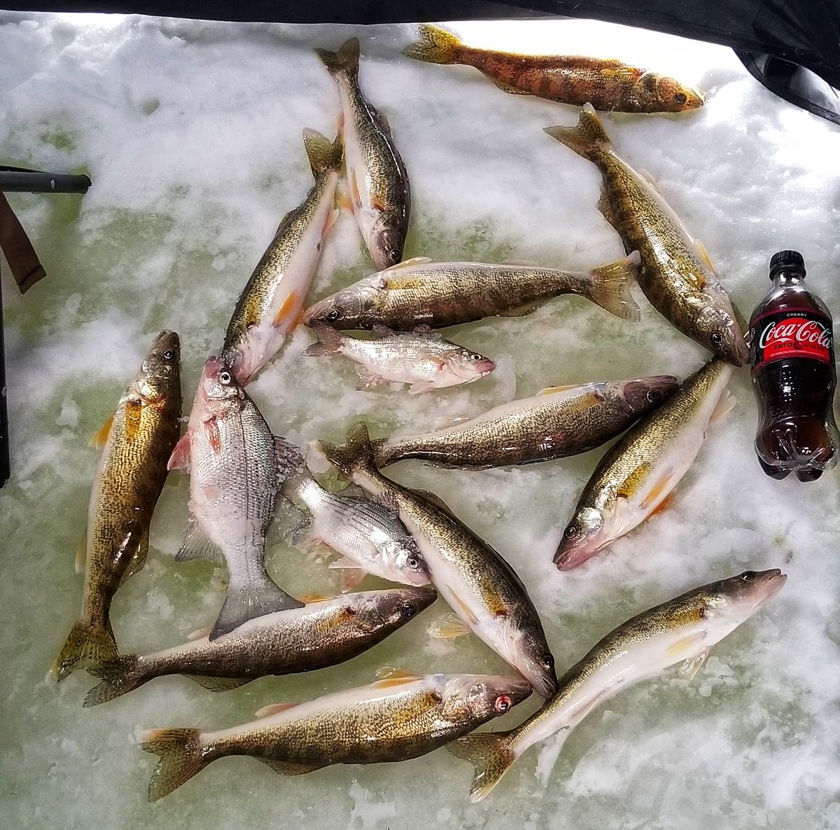 LowellMiller17's tweet photo. Been so crazy busy lately I haven't had time to share photos so here you go, here's my past few days😊🙌🎣 #LToutdoors #michiganoutdoors #michiganfishing #fishing #icefishing #splake #walleye #walleyefishing #saginawriver #youtube #subscribe https://t.co/xKFeTDx8T9