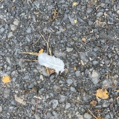 AngeredBeaver's tweet photo. A medium told my cousin my Dad had a message for me.
Everytime I see a white feather he is near. I saw one a few weeks ago in an odd spot (prior to hearing this message) and today the hubs sent me this. He is always with us.
#AbnormalRealities #MissMyDad
#SignFromHeaven https://t.co/qwOtwC8seT