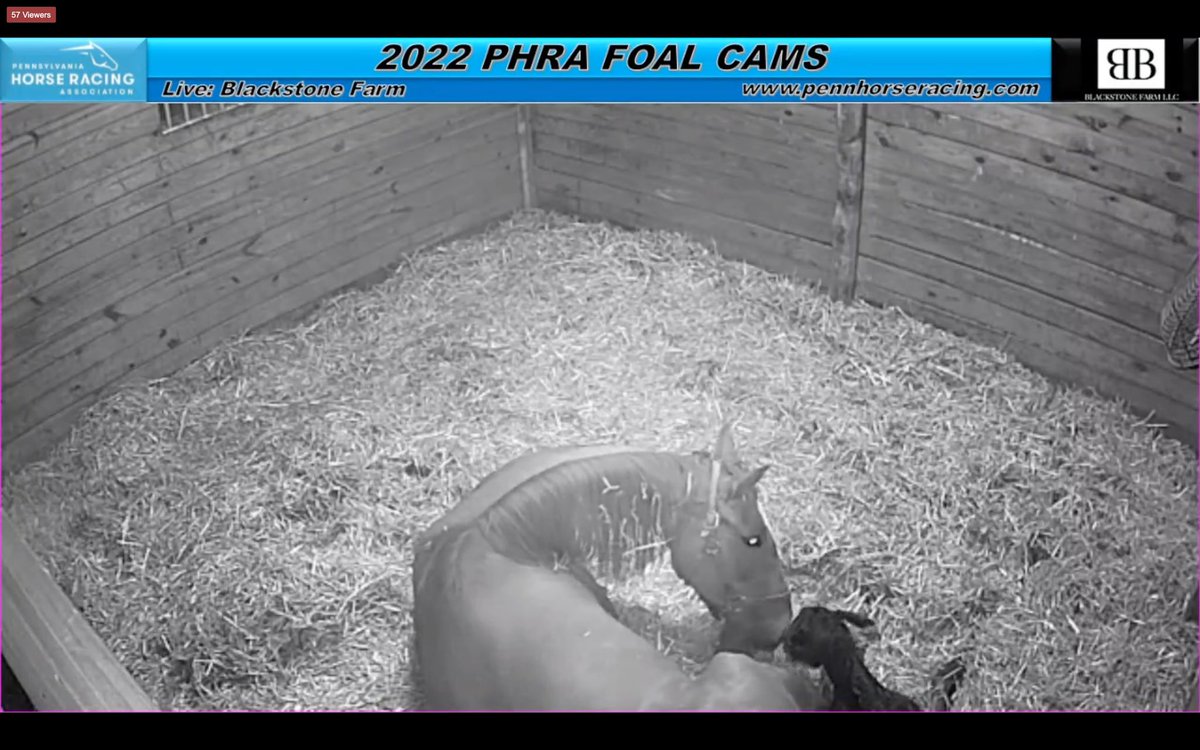 PennHorseRacing's tweet photo. It’s a BIG Yoshida COLT for No More Stories! She did a great job for her first one! 

Watch Live: https://t.co/KdRNkWyPj6 https://t.co/KjmR22KWGy