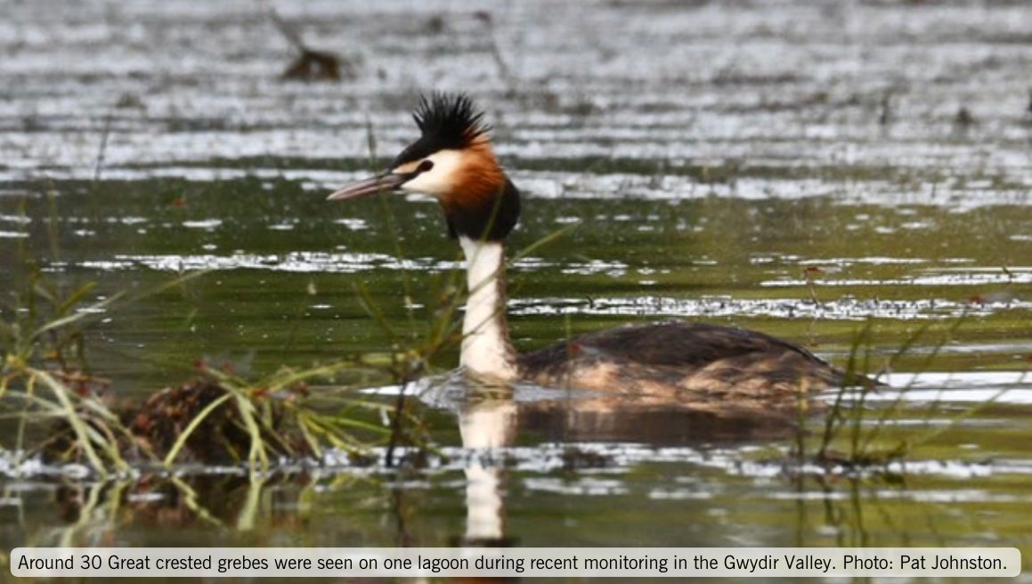 After a number of dry years, conditions are looking better in the Gwydir. Check out the flow update linked below for the latest on water for the environment in the Gwydir Valley: tinyurl.com/4h3ymrb7 

<a href="/theCEWH/">Environmental Water</a> <a href="/FlowMERprogram/">The Flow-MER Program</a> @WaterUNE