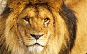 Full Moon in Leo: February 16, 2022 – Culture of Fun - astrodispatch.com/full-moon-in-l… have full moon in Leo to look forward to. It will take place midday on February 16th just shy of 28 degrees. I’m looki...