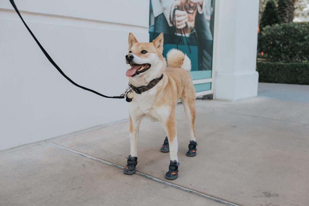 Keeping them paws protected and stylish 😻:
