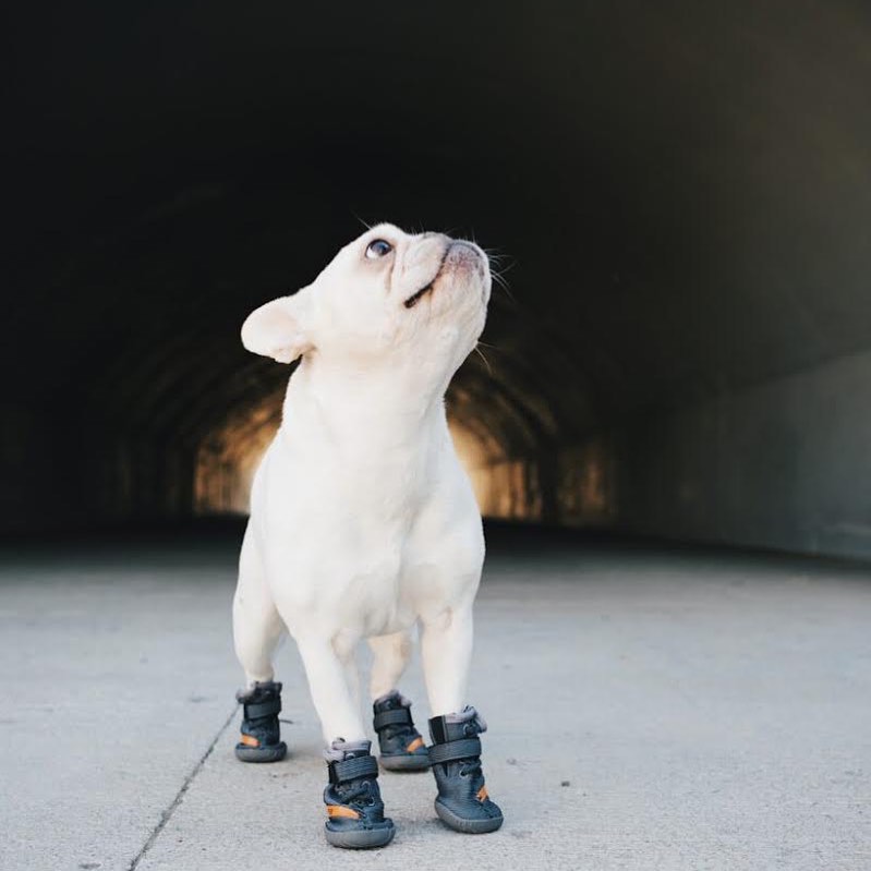 When your shoe game more 🔥 than your owners 🐶: