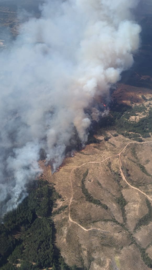 ALERTA ROJA: incendio forestal de Cauquenes a consumido 750 hectáreas con un rápido avance.