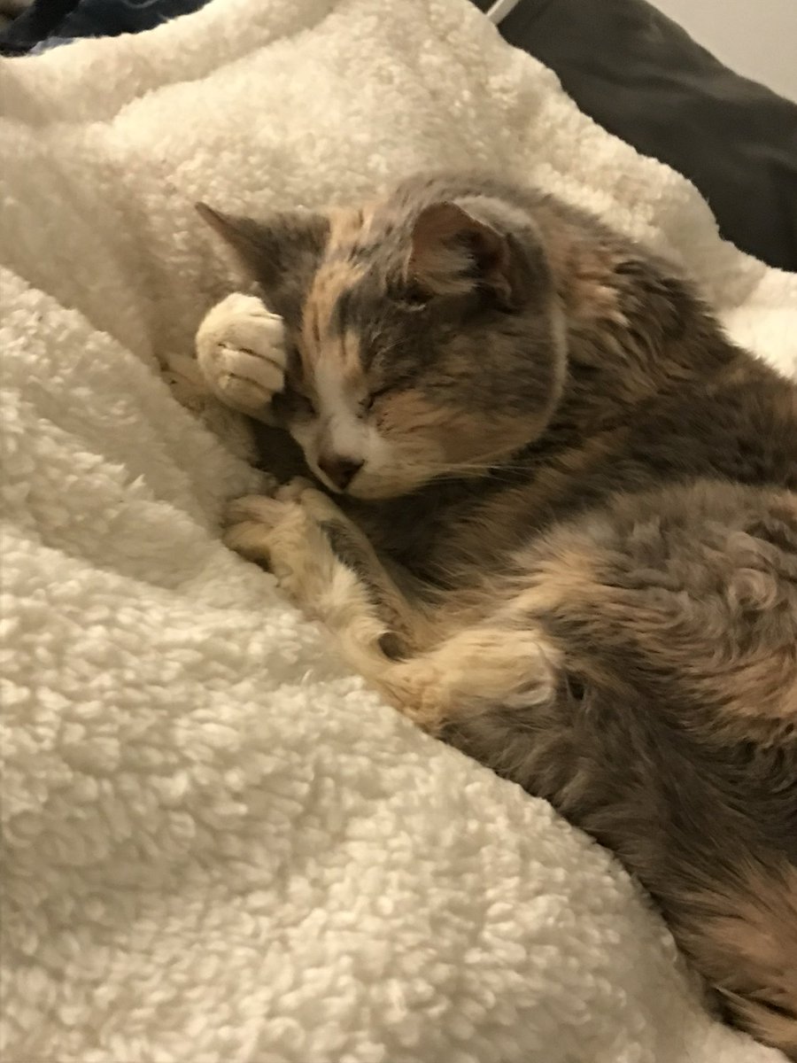 AmbriteVictoire's tweet photo. On Sunday my 19 year old cat’s eye ruptured. It was devastating to watch her suffer. I’m still trying to cope with the loss of her. Her vet bill racked up because she had just been seen for a uti last wed. So any support of my art will mean so much to me (even just shares). (1/2) https://t.co/kTYnKyXRIp