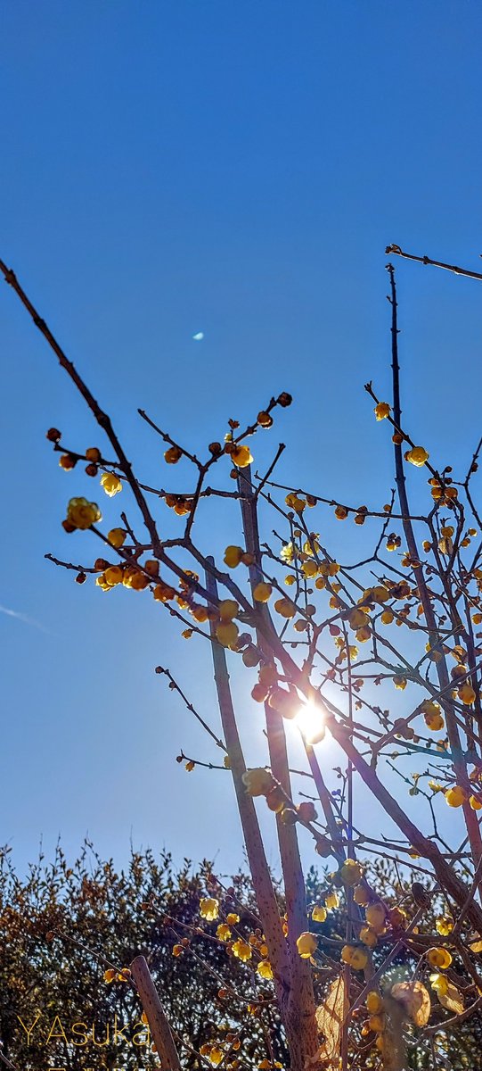 yumeasutw's tweet photo. お日様燦々☀️穏やかな快晴の水曜日の朝💙
#蝋梅 から良い香りが漂います💛

予想最高/最低気温🌡️10℃/-4℃
晴れのち曇り☀️→☁️
冬晴れのお洗濯日和👕夜は雲が多くなりそうです。

#空の名前
#青空 #Sunshine
#日光連山
#ロウバイ
#庭花 #花 #Flower
#電柱 #電線
#a2022 #a0209 #a202202 #a2022022 https://t.co/WWiZwnM3Px