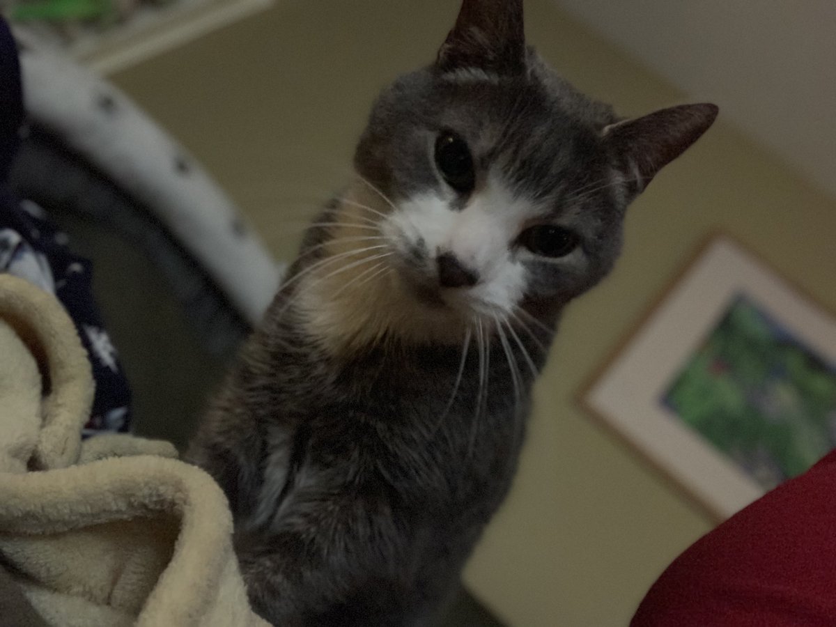 AnnMarie419's tweet image. My Alvin. 
That’s it.  That’s the tweet. 

Goodnight, friends. 

#appreciationpost #cats #tinycat #mybud #AlvinMatthew