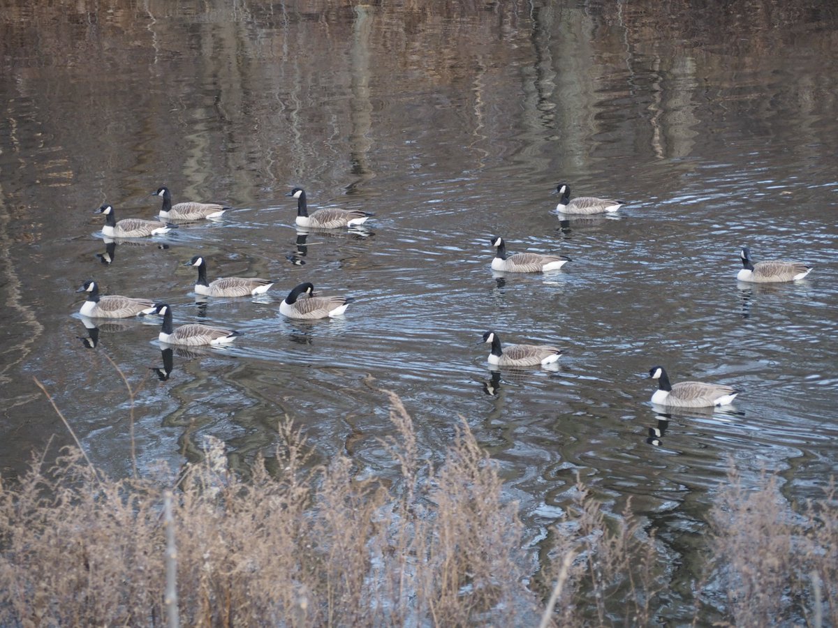 Canadian geese cruise the Blackstone River.
