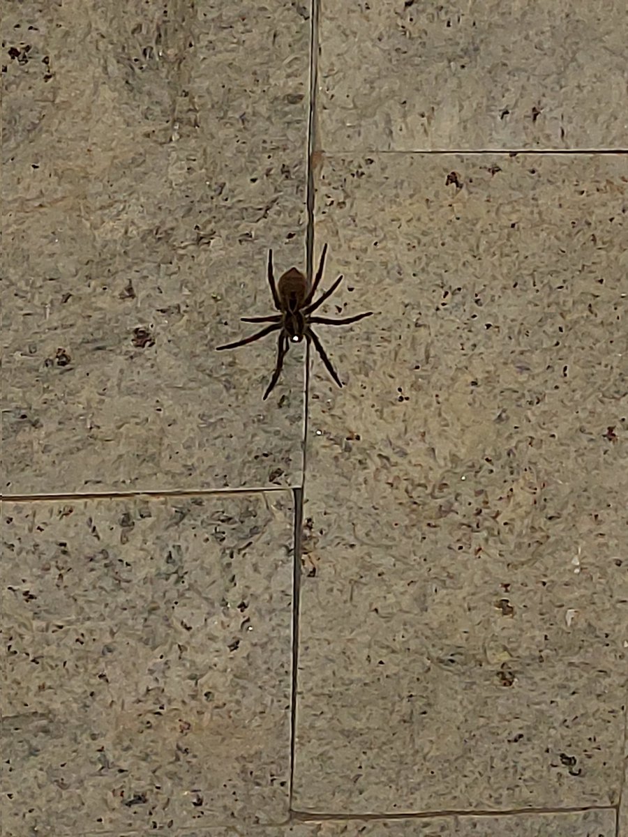 Oi <a href="/Michelotto8legs/">Michelotto8legs 🕷️🕸️</a> tava na rua e era noite, por isso essa qualidade... Consegue identificar, por favor?