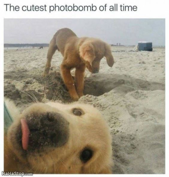 WholesomeMeme's tweet photo. https://t.co/ChWm1prPWR