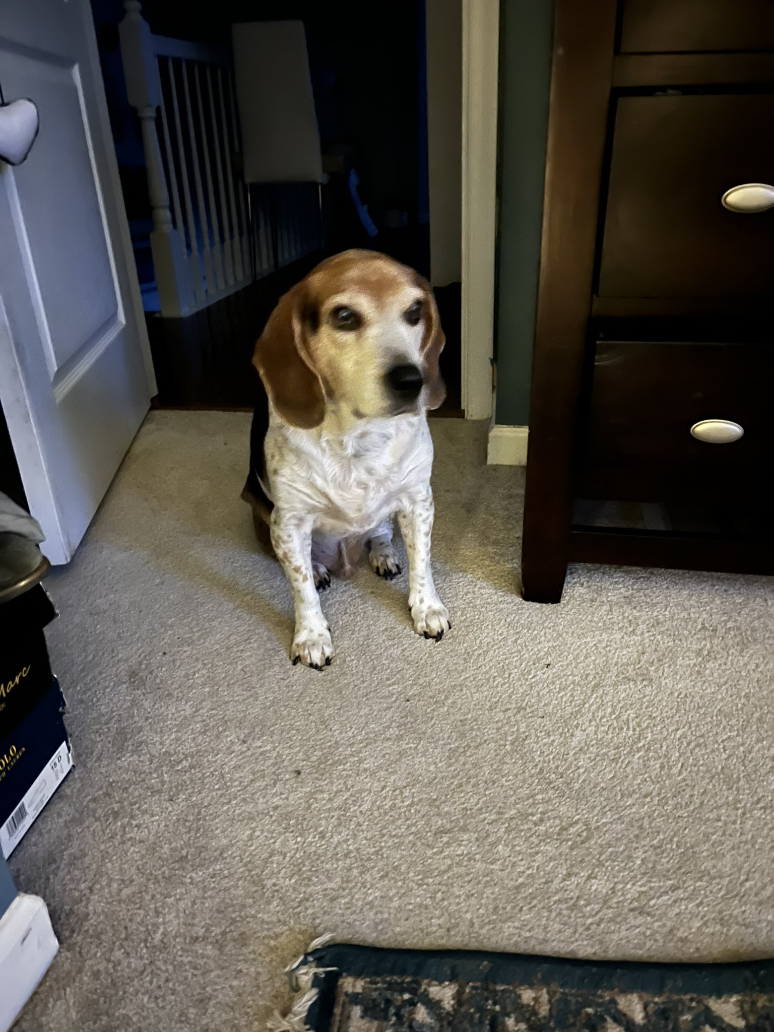 Riley beagles hotsell