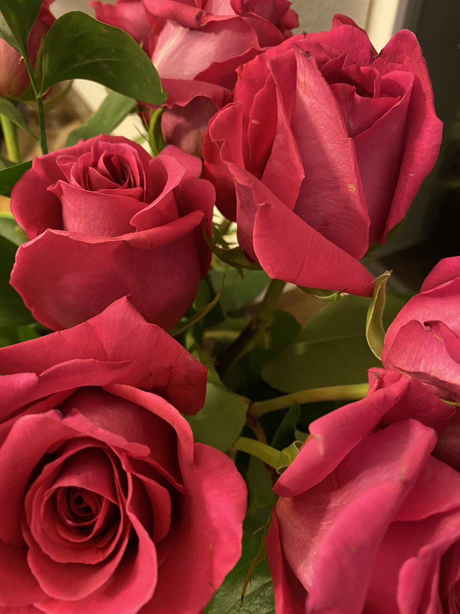 toehoemomma's tweet photo. I got roses! They smell so good, I could eat them 🥰🥰🥰🥰 https://t.co/YV0x5Jjika