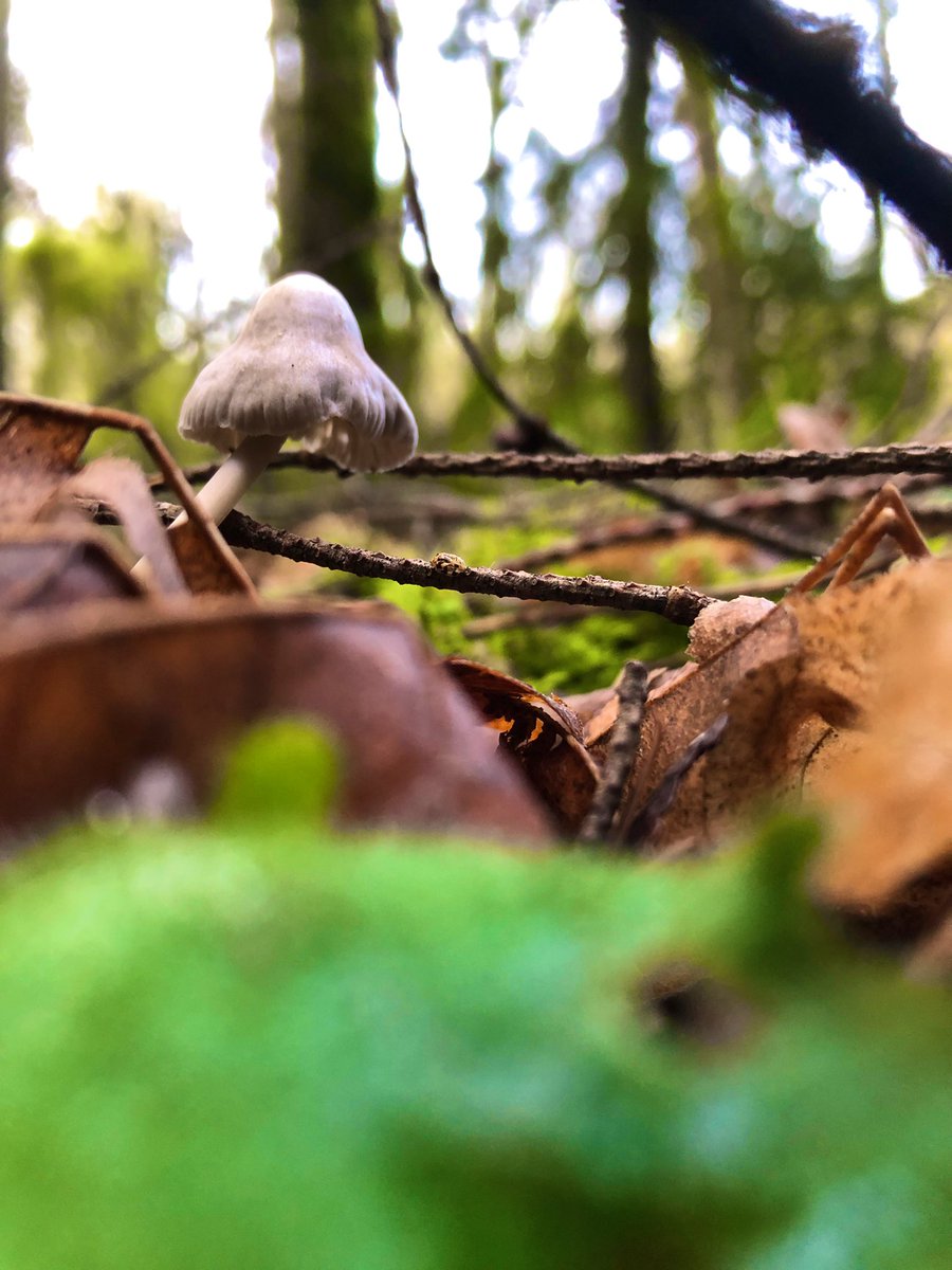 GreyXGopher's tweet photo. Just some fun guys I met today.

🍄 https://t.co/zjJNr1X3HJ