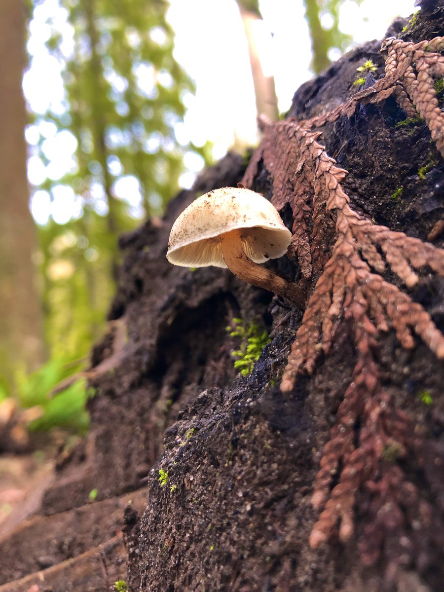 GreyXGopher's tweet photo. Just some fun guys I met today.

🍄 https://t.co/zjJNr1X3HJ
