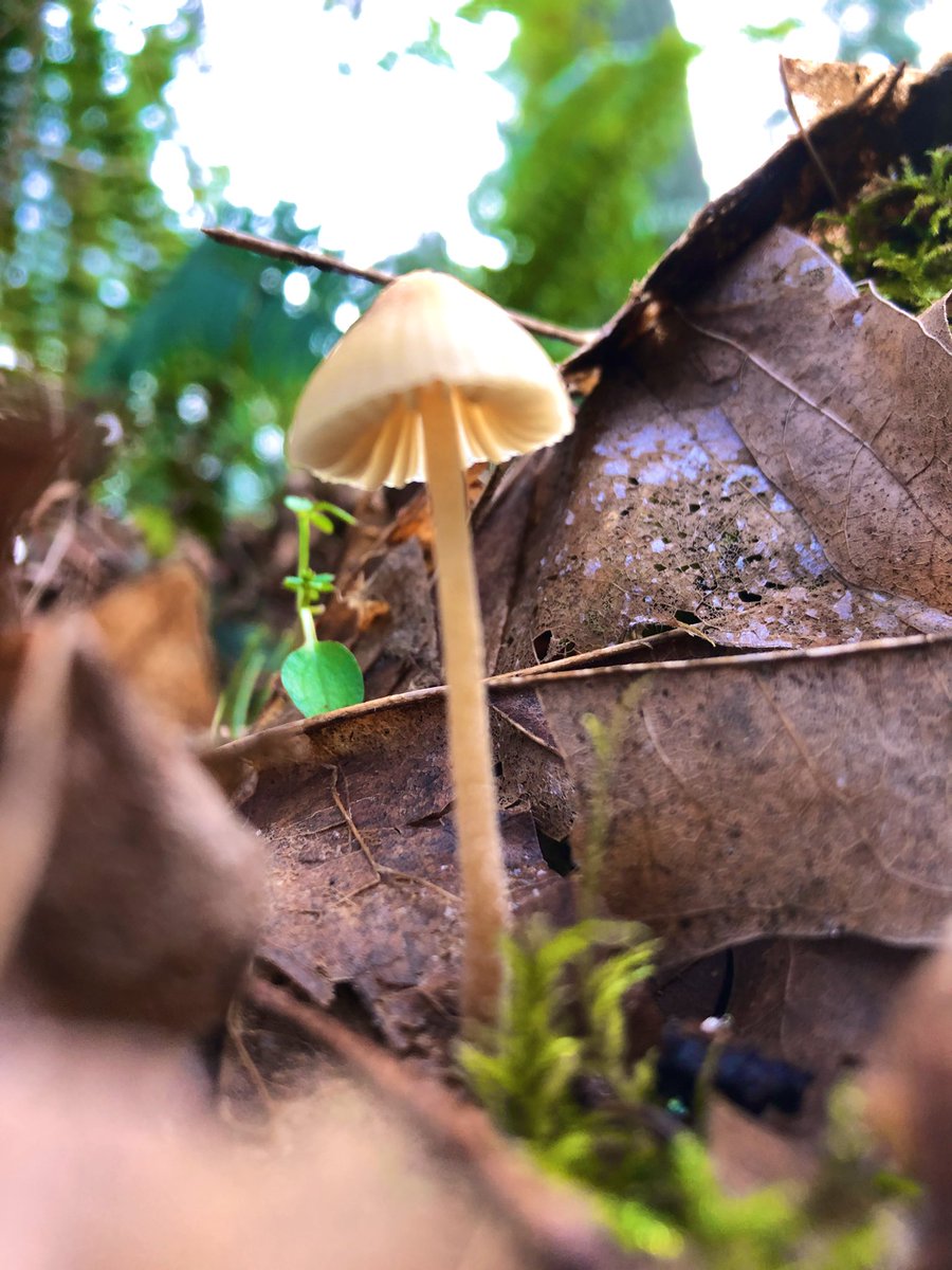 GreyXGopher's tweet photo. Just some fun guys I met today.

🍄 https://t.co/zjJNr1X3HJ