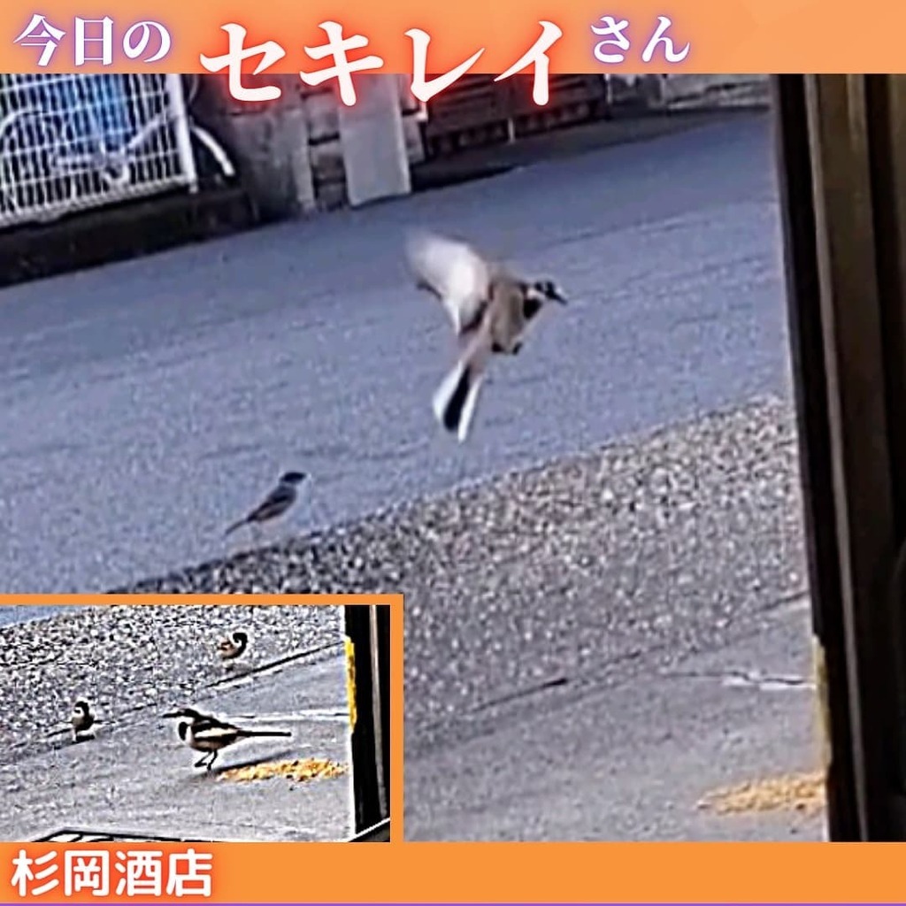 2568sugi's tweet photo. 今朝のセキレイさんとスズメさんですよ♥
たまたまエサを食べに飛んできた所を撮影できました。
美味しそうに食べる姿に癒やされます。

#セキレイ
#スズメ
#鳥
#Bird
#エサ
#バードウォッチング
#観察
#美味しそう
#撮影
#食べる
#癒される
#葛城エール
#奈良県
#葛城市
#尺土
#杉岡酒店 https://t.co/Q98NDMJfRJ