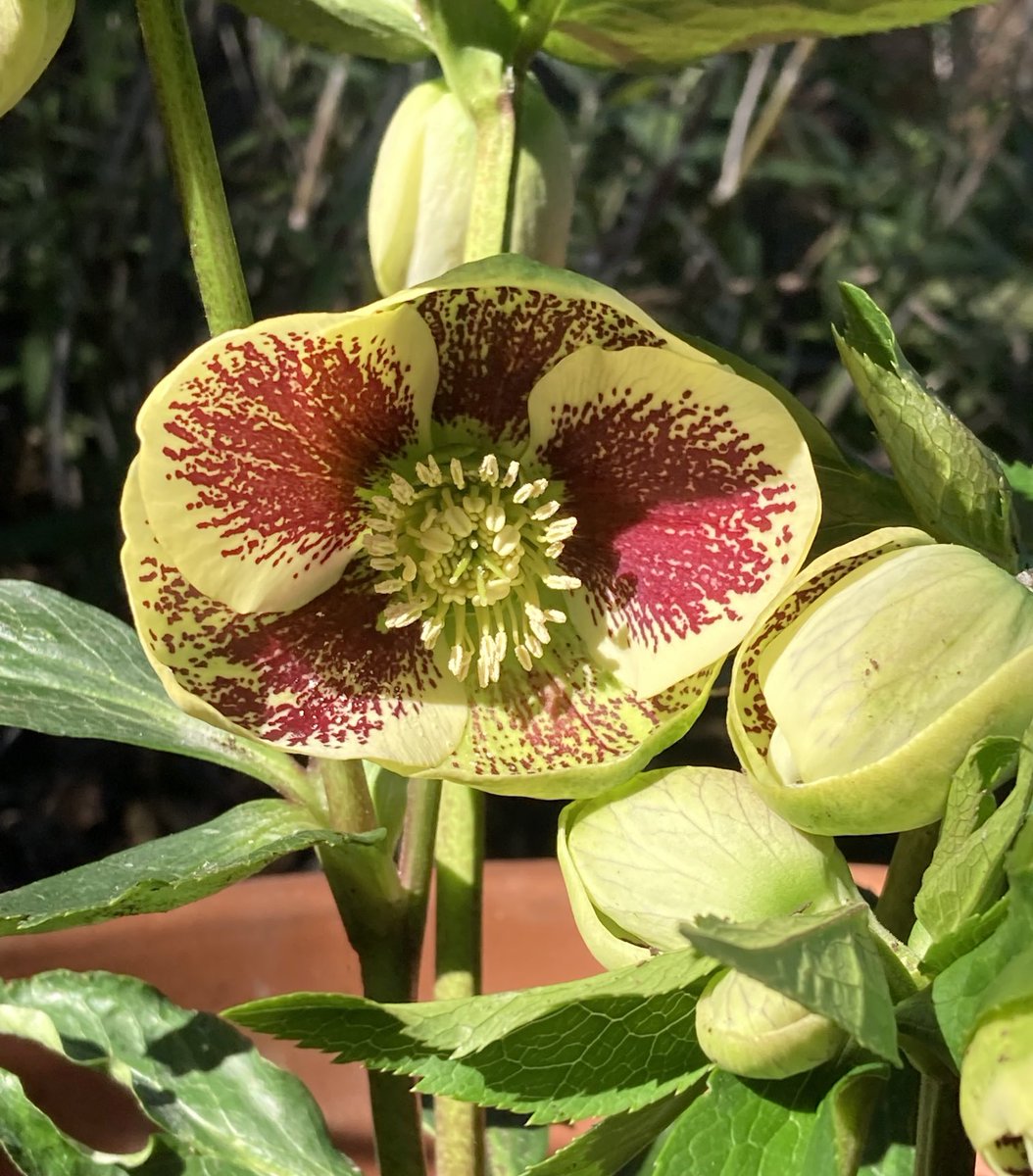 JimReichert2's tweet photo. Another Hellebore on my patio.
#hellebore 
#ヘレボルス
#containerplants 
#helleborus 
#garden 
#gardening 
#庭 https://t.co/Lw3LsSjmES