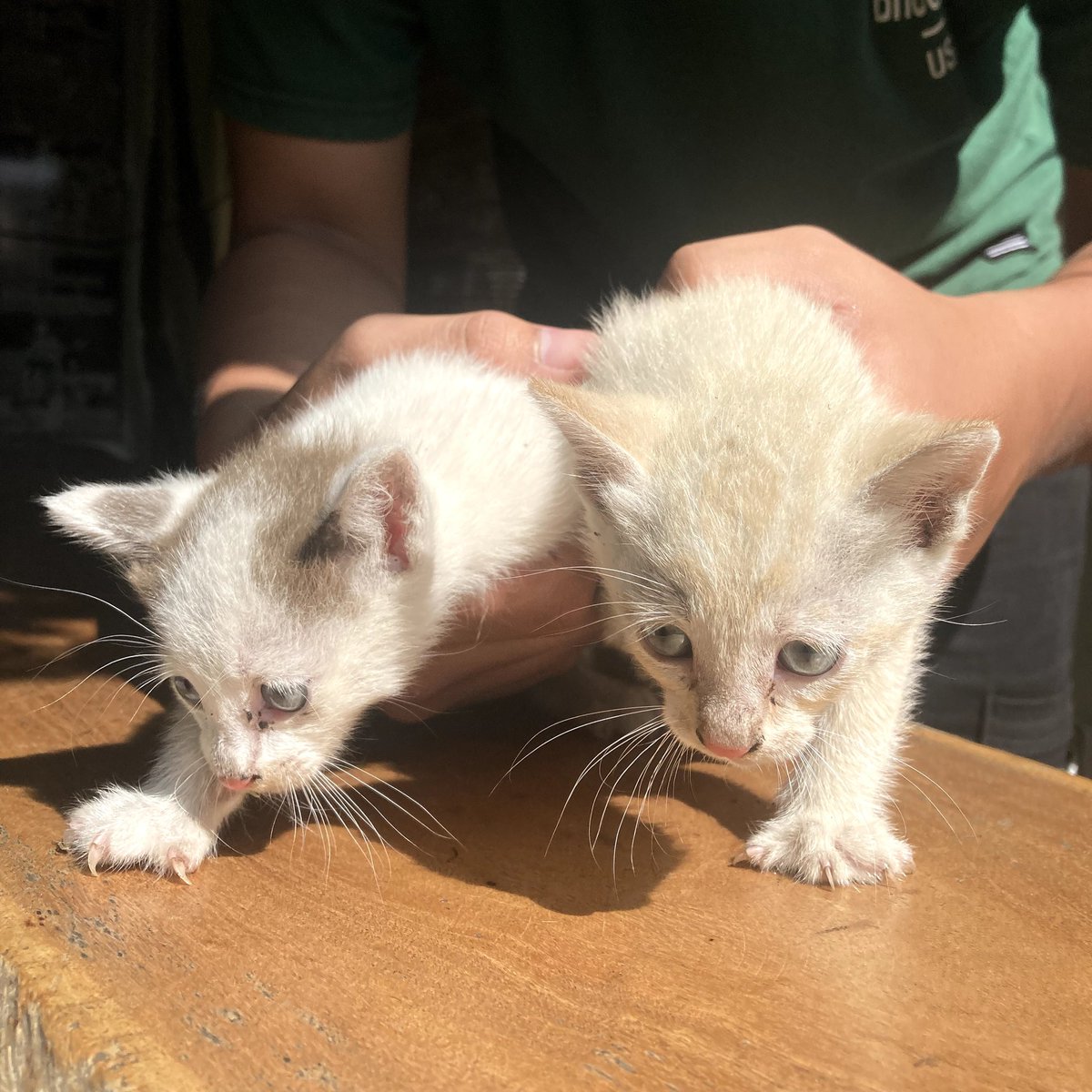 Haloo disini ada yang mau adopsi kucing. Disekitaran tempat kita ada 2 anak kucing
Lokasi perum nirwana gajayana kav.54 (seicori)
<a href="/infomalang/">Info Malang</a> <a href="/yusufgunawan/">Yusuf Gunawan</a>