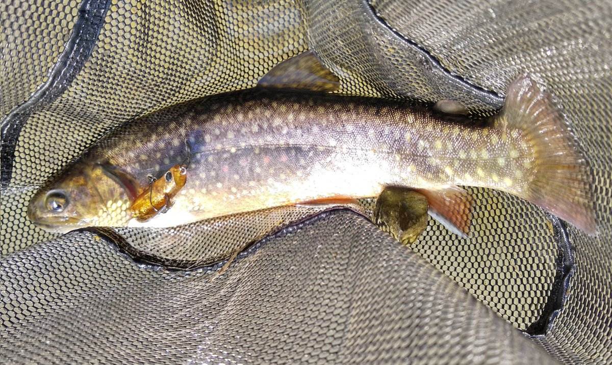 同じルアーでニジマスとイワナ連発 楽しい 高橋 恒平のイラスト