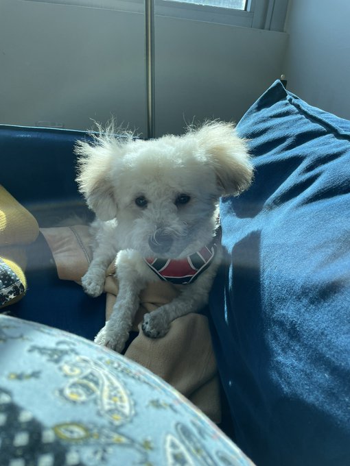 Lmao poor puppy got a haircut https://t.co/IUimYs7KeM