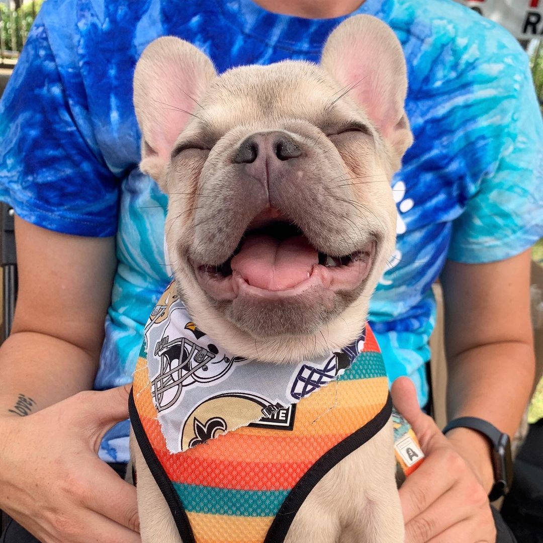 French_Bulldog_'s tweet photo. So cute! 🥰
#frenchbulldog #dogs #frenchi #dogsoftwitter #Puppies https://t.co/LmGr3SiDzP