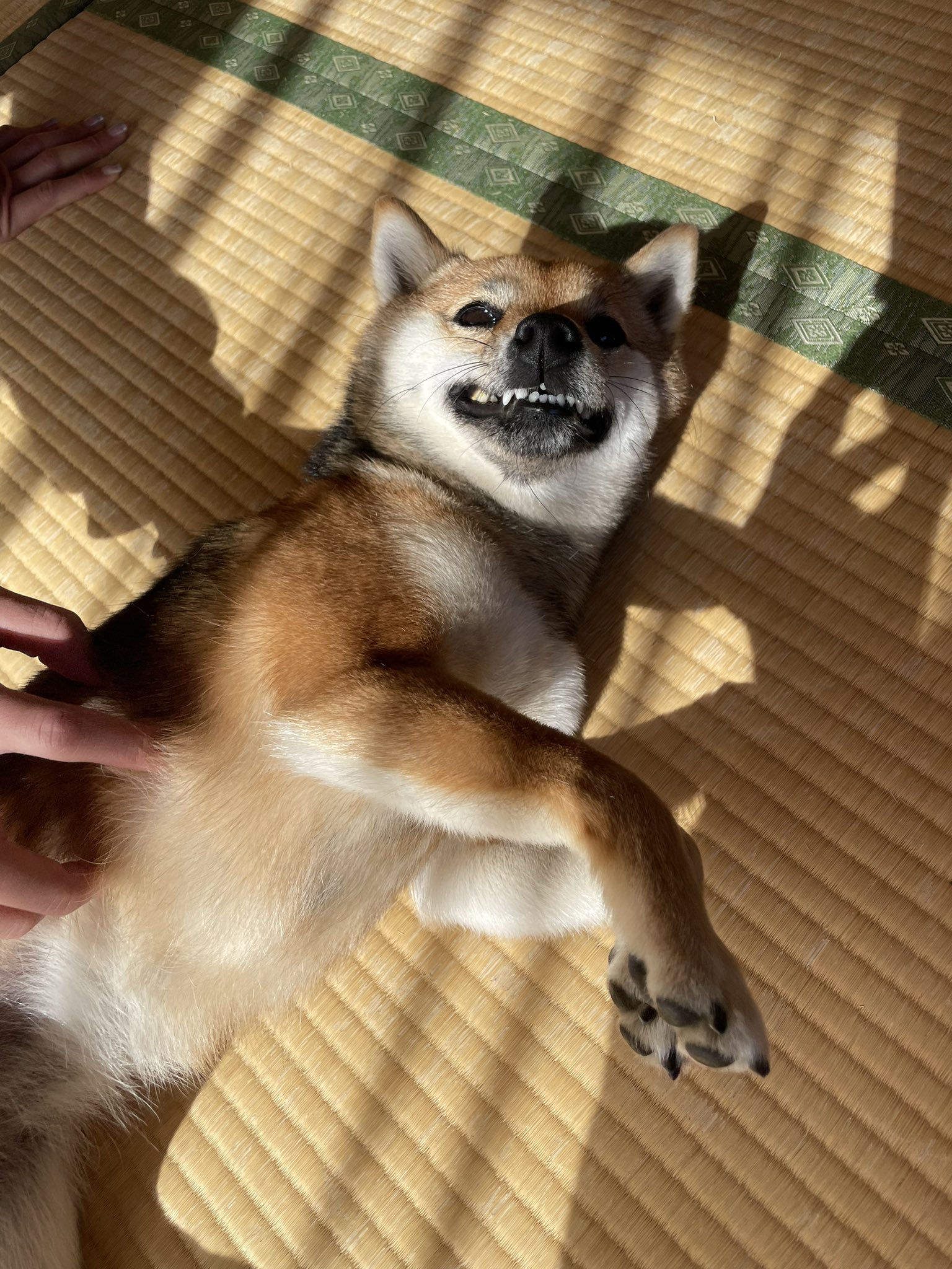 犬日記 Haru The Dog Twitter