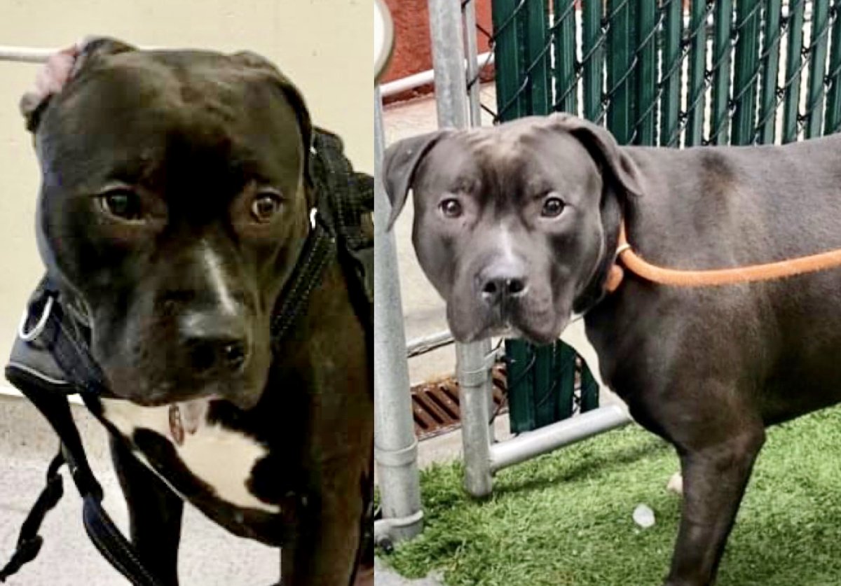 WITH NO CRATE TRAINING, PUPPY ONYX #135053 WAS LEFT ALONE TO ROAM UNSUPERVISED. Now he dies tomorrow - for chewing the furniture. 18 months old, he’s affectionate, playful and sweet - devastated and heartbroken. Pledges via <a href="/TomJumboGrumbo/">Keith Olbermann's Dogs</a> PLEASE RT ONYX! facebook.com/mldsavingnycdo…