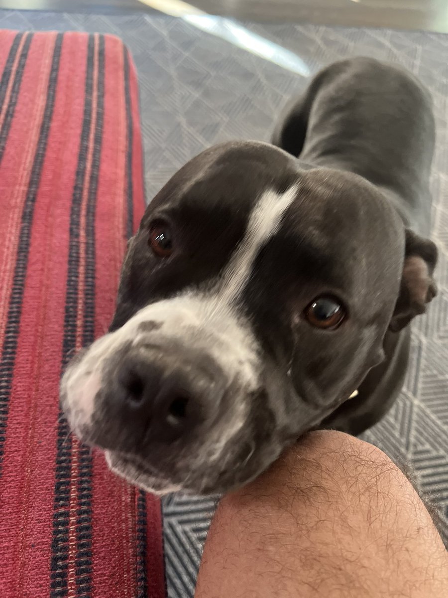 hornjeff's tweet photo. @nathaliejacoby1 Tugboat and Roxy. https://t.co/Uon54oNfDs