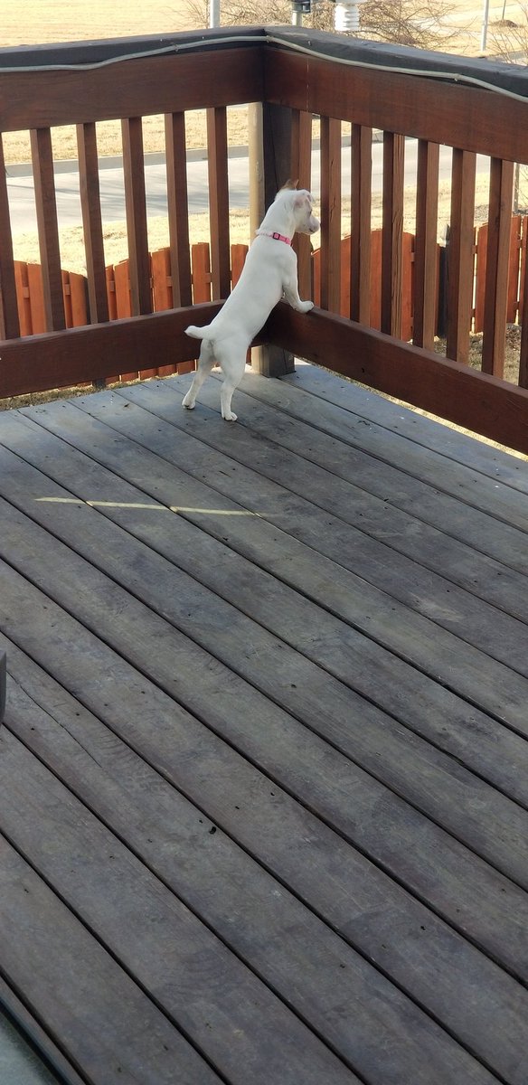 It's such a nice day, I'm surveying my lands for potential intruders....such as bird foes....