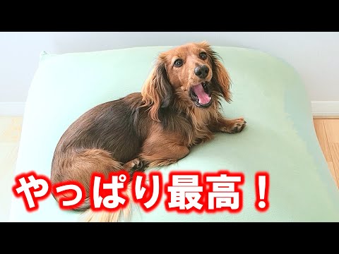 もくtime ミニチュアダックスフンド Time Twitter もくtime ミニチュアダックスフンド Time Twitter