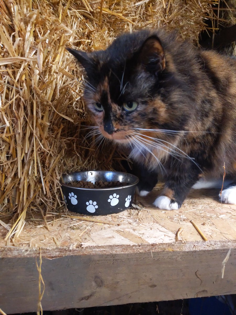Meet the new barn cat. Apparently caught a mouse a day for her old owners.