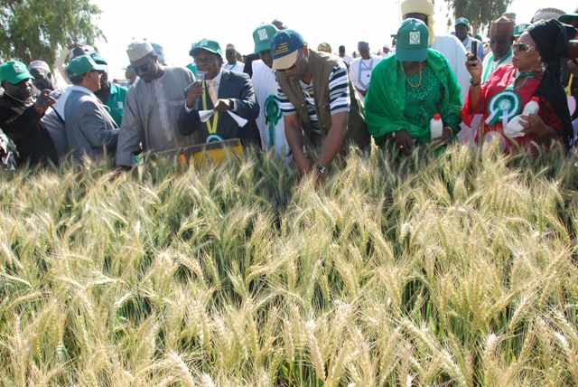Worldstagegroup's tweet photo. The Flour Milling Association of Nigeria (FMAN) says it has provided support to 150,000 farmers to accelerate wheat cultivation across 15 states in the country.

https://t.co/0DgAk4sDGl https://t.co/3auGyuqlZN