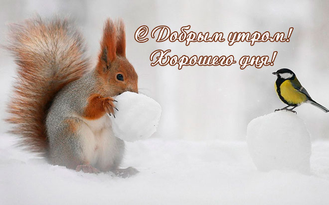 Золотая пчелка (@golden_bee_ru) on Twitter photo 