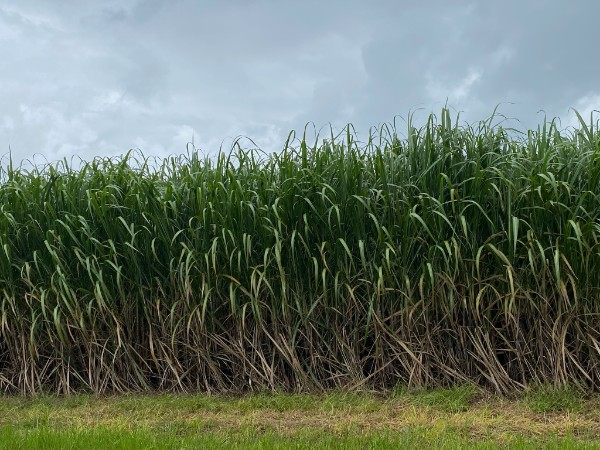 Some very nice cane in north Queensland (Australia) - so far good rain without heavy flooding - industry hoping for a better season in 22/23 than the last one!