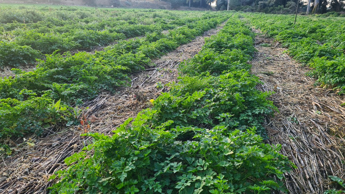 verdcampfruits's tweet photo. Bon dia!
▪️Cultiu de #Julivert sobre encoixinat vegetal de #Crotalaria Juncea.
Buenos días!
▪️Cultivo de #Perejil con acolchado vegetal de Crotalaria #Juncea.
#notill #nollaurat #rollercrimper #rollercrimper2021 #noplastic https://t.co/HngSpVBNvz