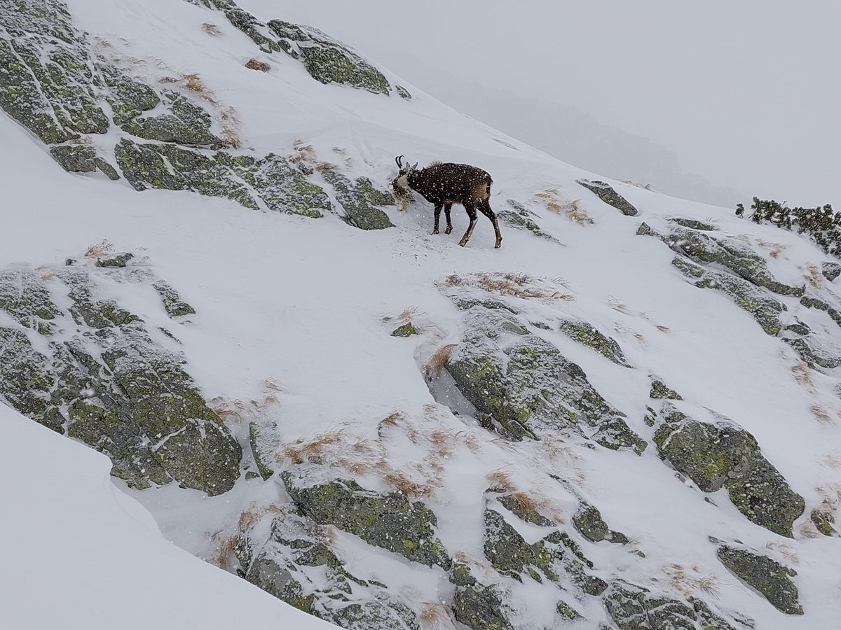 GORSKI_SWIAT's tweet photo. TATRY PIĘKNE GÓRY🏔️#teryhochata
miłego spokojnego dnia...
Andrea Brunnsteinerova https://t.co/9x8aWHSwBl