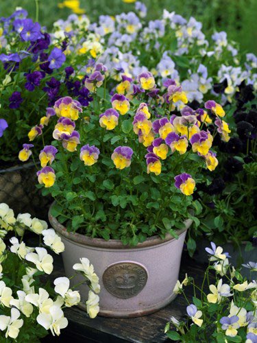 Learning about Violas (NOT Pansy 😂) yesterday during an online talk by Jack Willgoss of <a href="/wgviolas/">Wildegoose Nursery</a> to the <a href="/SurreySgdg/">SurreyGdnDesignGroup</a> These are perennial plants perfect for a pot on the patio, or at the front of a border.