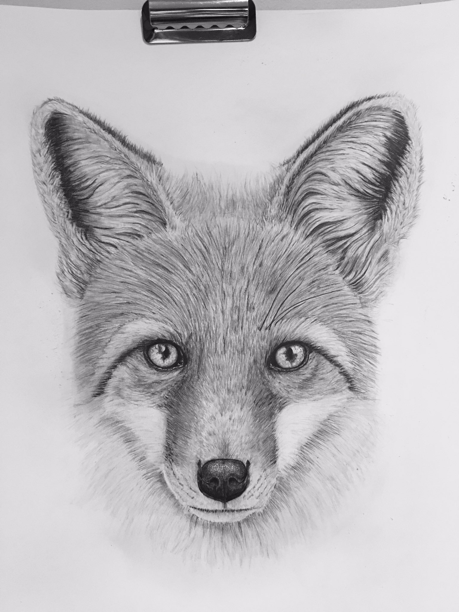 How To Draw A Realistic Fox Face