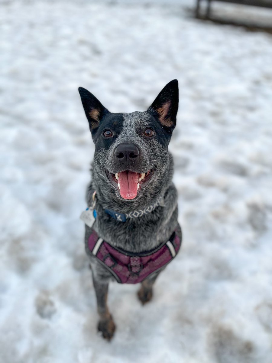 claudiaalbrech4's tweet photo. Itchy girl turns 1 tomorrow. She accepts gifts in the form of treats, toys and of course cold hard cash. https://t.co/CkGS4jbHB4