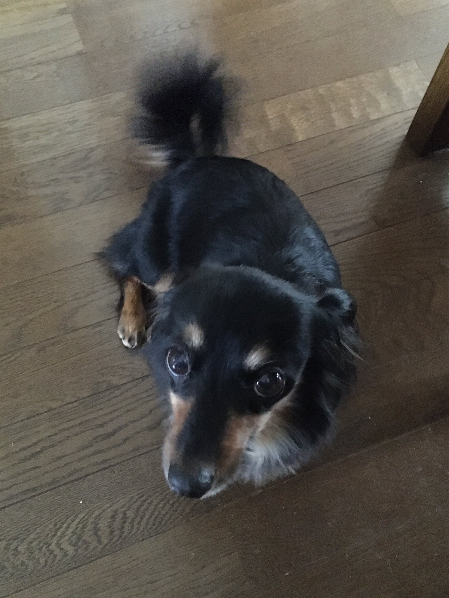 室内犬 Twitter Search Twitter