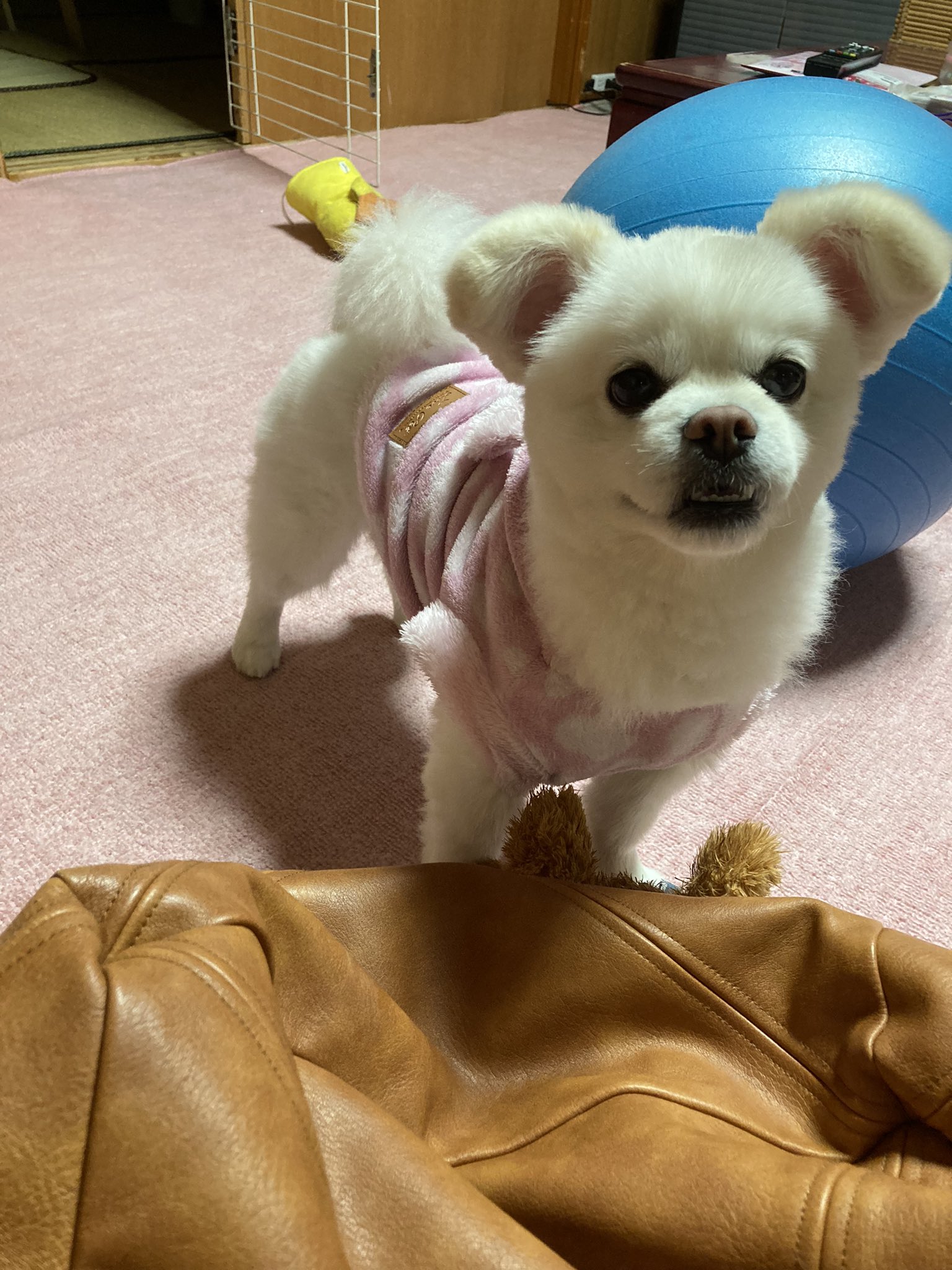 たっつんのアゴ 横から見たらすごいモサモサだったからバリカンと顔まわりはハサミでカットしたんだけどケッコウ可愛くできたと思う 今月はトリミング行かないでよくなったかも 犬 犬のいる暮らし ポメペキ T Co 8sorkmp5yc Twitter